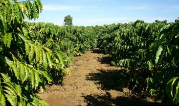 Colombia Coffee Plantation